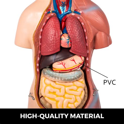 VEVOR Torso Anatomy Model 17inch Human Torso 23 Parts Unisex Human