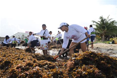 Avanza La Limpieza De Las Playas Y El Retiro Del Sargazo En Isla