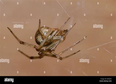 Parasteatoda tepidariorum hi-res stock photography and images - Alamy