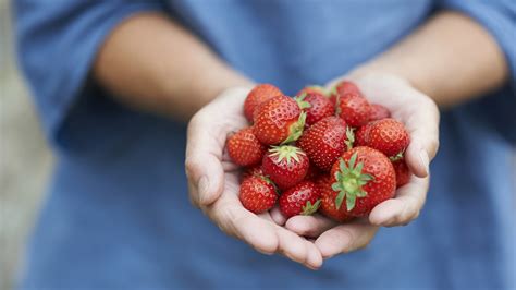 How To Grow Strawberries Indoors Homes Gardens