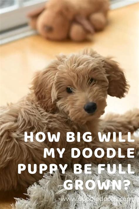 Puppy Growth Chart For Doodles And Interactive Calculator Artofit
