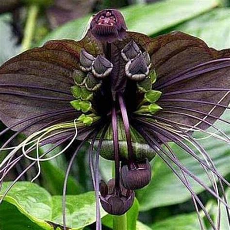 Black Bat Flower - Shop Dark-Tone Perennials | Spring Hill – Spring Hill Nursery