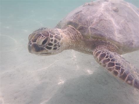 Met this beauty while snorkeling Kaneohe Bay, Oahu, HI. : r/pics