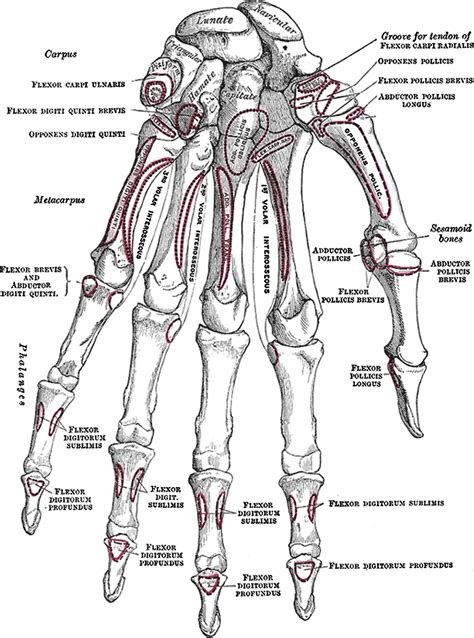 Skeletal Anatomy of the Hand - Hand Clinics