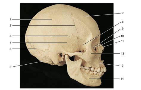 Lab Practical Lateral View Of Skull Diagram Quizlet