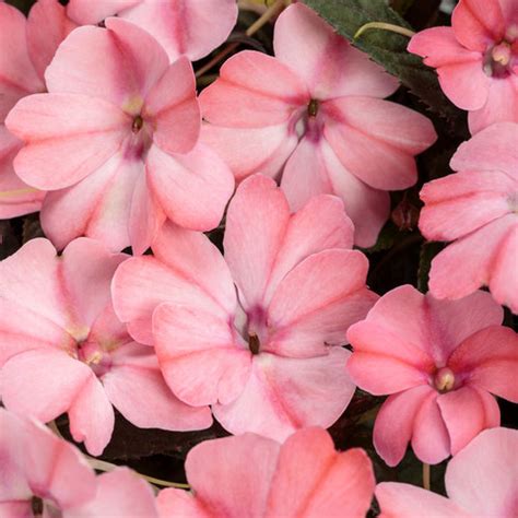 Sunpatiens® Compact Blush Pink Impatiens X Hybrida Proven Winners