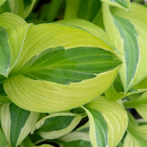 Hosta Yellow Polka Dot Bikini Order Online In EU Directly From The Netherlands
