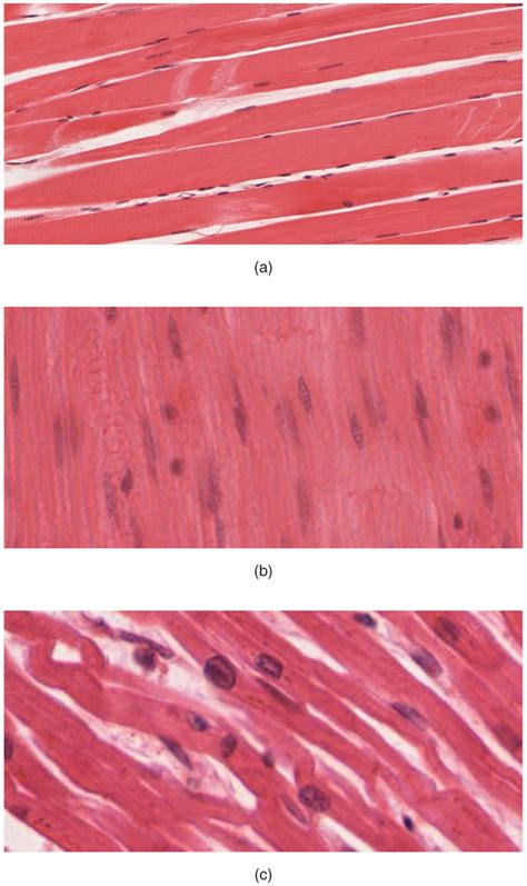types  muscle tissue physiology geeky medics