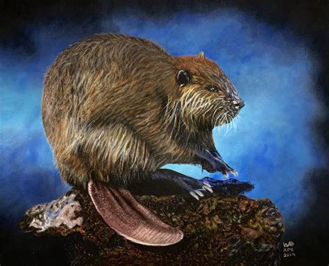 Realistic Beaver in Colored Pencil – Native American Zodiac – Artista 365