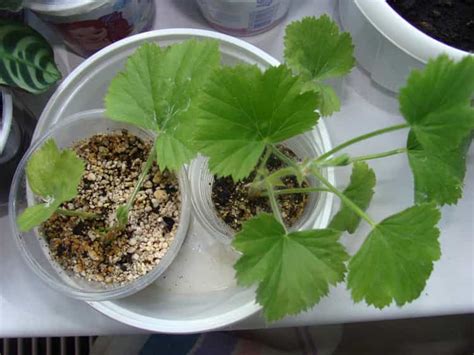 Как размножить герань в домашних условиях: фото, видео