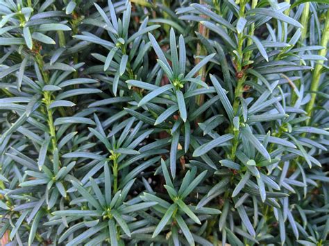 Taxus Baccata Fastigiata Irish Yew Camson Creek Cedars