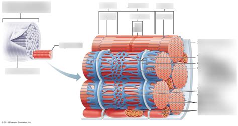 Sarcoplasmic reticulum labelling Diagram | Quizlet