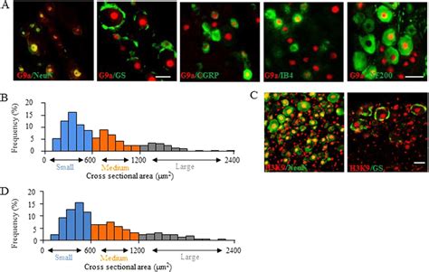 Cellular Distribution Of G9a And H3K9me2 In Dorsal Root Ganglion DRG