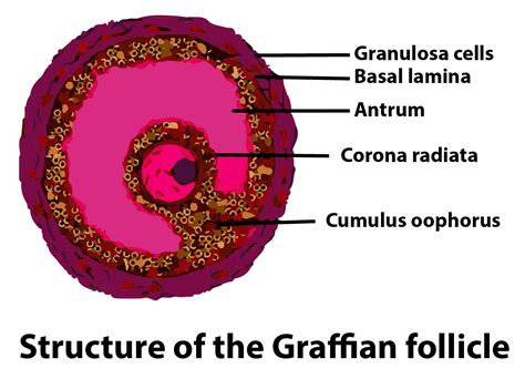 Labeled Graafian Follicle