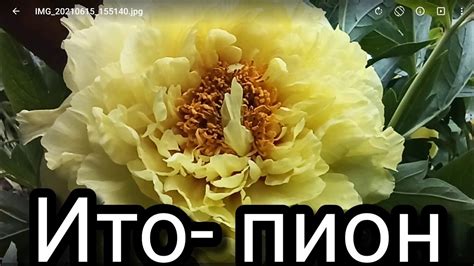 Жёлтый пион ИТО-гибрид Yellow Crown. - YouTube