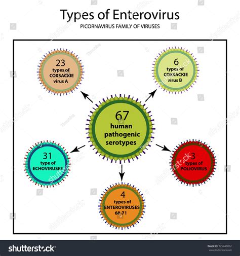 Types Enterovirus Coxsackie Virus B Poliomyelitis Stock Illustration ...