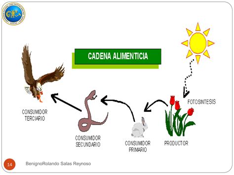 Niveles Troficos Y Cadenas Alimenticias En Ecosistemas T8 1pdf