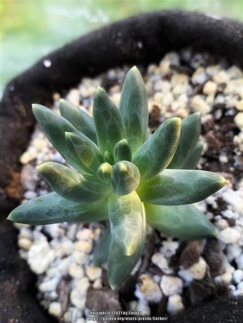 Pachyphytum (Pachyphytum compactum) - Garden.org