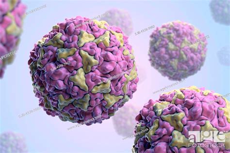 Structure of Human Rhinovirus PDB 4RHV. Rhinoviruses are the most ...