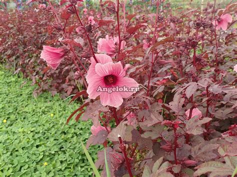 Гибискус кислый (Hibiscus acetosella) Каталог орхидей - фаленопсисов ...