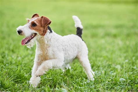 Wire Fox Terrier Dog Breed & Adoption Information | Petfinder
