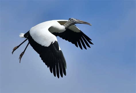 Flight Feathers A Z Animals