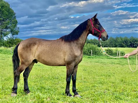 Horses For Sale Panorama Trails