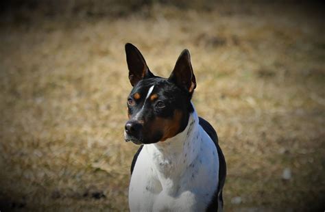 Seegmiller Standard Rat Terriers Male Rat Terriers