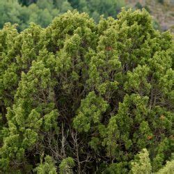 Juniperus phoenicea Va de Árboles