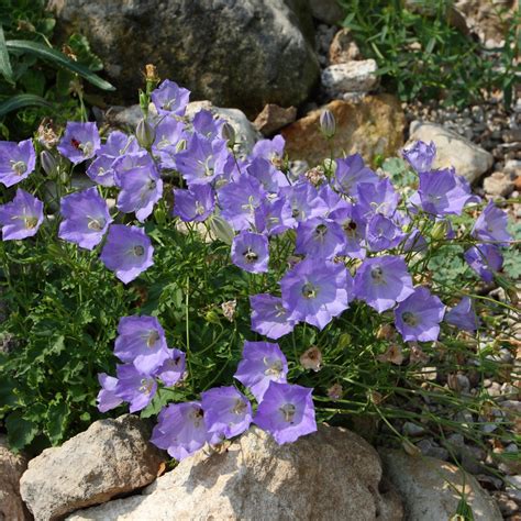 Колокольчик карпатский (Campanula carpatica): описание и применение в ...