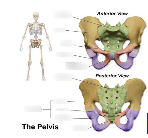 The Pelvis Diagram Quizlet