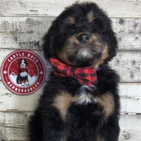 Blake Male F1 Mini Bernedoodle Found A New Home Castle Rock