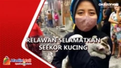 Kucing Diselamatkan Relawan Dari Reruntuhan Kebakaran Depo Pertamina