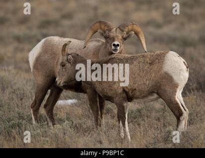 Bighorn Sheep mating Stock Photo: 11443624 - Alamy