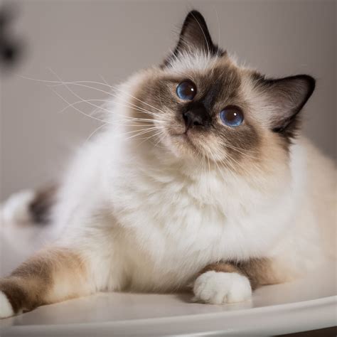 Een kat in huis nemen: jouw complete gids - Aveve