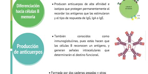 Funciones de los linfocitos B - Infogram