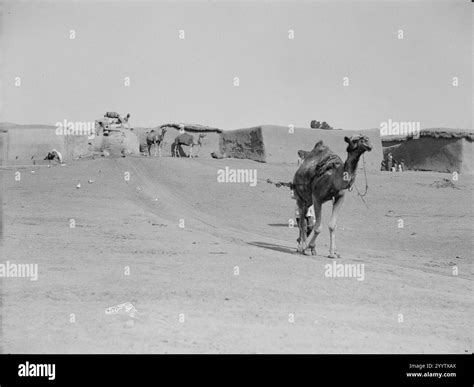 Drawing Water By Camel And Cow Power Camel Drawing Water From Deep