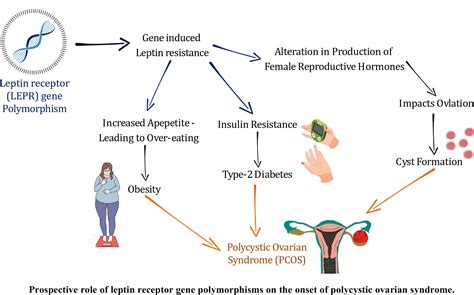 Prospective Role Of Leptin Receptor Gene And Its Polymorphisms On The