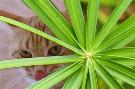 Разновидности домашней пальмы — названия с фото и описанием