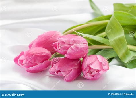 Pink Tulips On White Silk Stock Image Image Of March 28808661