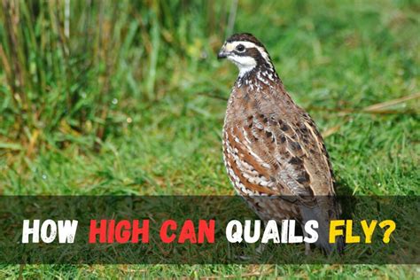 Discover the Truth: Does Quail Fly? Expert Insights Revealed