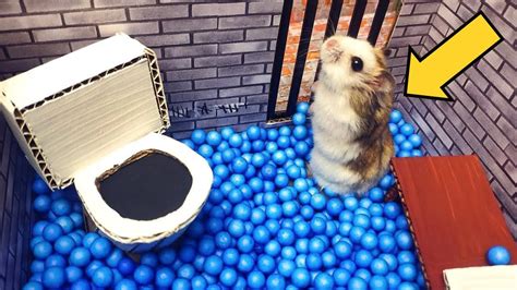 Hamster Escapes The Awesome Maze For Pets In Real Life Youtube