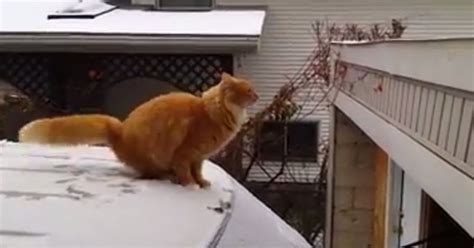 This May Be The Funniest Cat Jump Fail Weve Ever Seen Video