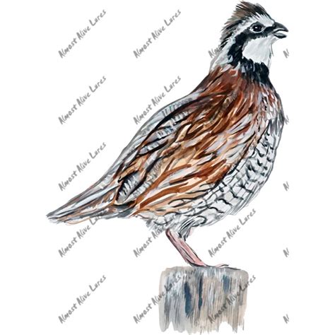 Northern Bobwhite Quail - Printed Vinyl Decal [STK321] - $5.99