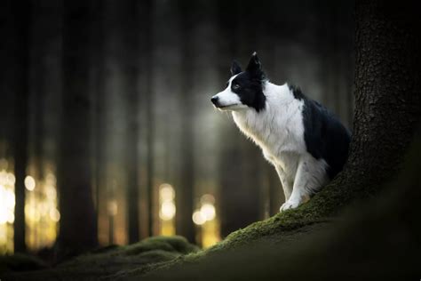 Photography Inspo Animal Photography Professional Pet Photography