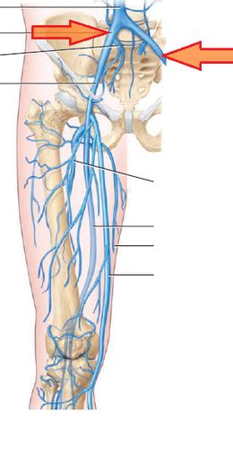 Week 10 Lab Veins Lower Extremity Flashcards Quizlet