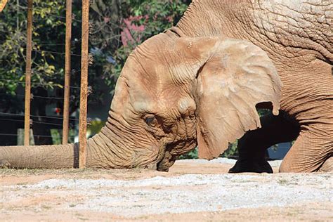 Royalty Free Elephant Knees Pictures Images And Stock Photos Istock