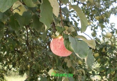 Яблоня коричное полосатое: описание, фото, отзывы