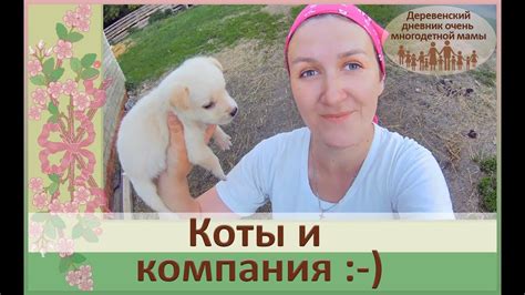 КОШКИ И ...КОМПАНИЯ!Бездомные животные самые преданные друзья! - YouTube