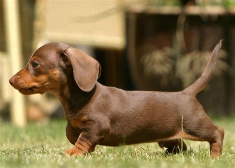 Download Cute Little Brown And Black Dachshund Puppy Enjoying A Sunny